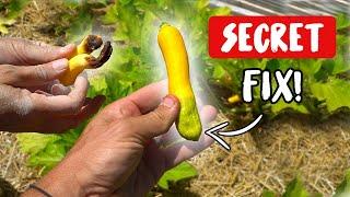 The SECRET SIMPLE FIX for BLOSSOM END ROT!
