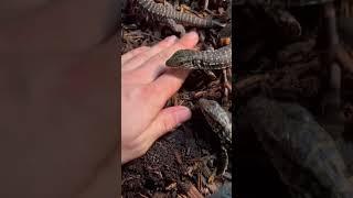 HUNGRY BABY TEGU LIZARDS 