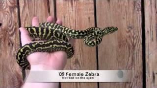 Zebra Jungle Carpet Pythons