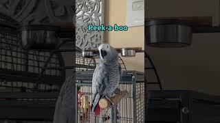 Gizmo and Bloob are already learning so much from each other  #talkingparrot #africangrey