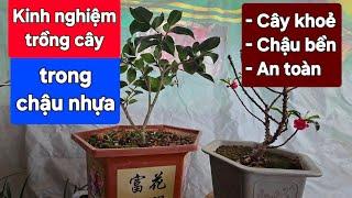 Kinh nghiệm trồng câu trong chậu nhựa để cây khoẻ, chậu bền và an toàn