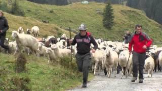 Montafon.TV - Alpabtrieb der Schafe vom Garneratal nach Gaschurn