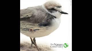 Save nature save birds #saveworld