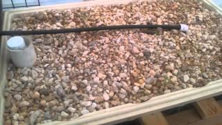 Aquaponic greenhouse 4/29/14 part 1