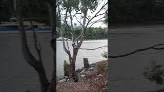 Brisbane River