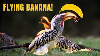 Southern Yellow-Billed Hornbill: The Bird with a Banana Beak