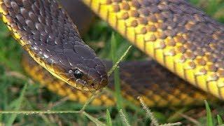 Finding Tiger Snakes  | Deadly 60 | Earth Unplugged