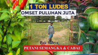 CERITA PETANI SEMANGKA & CABAI SUKSES