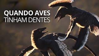 A evolução das aves