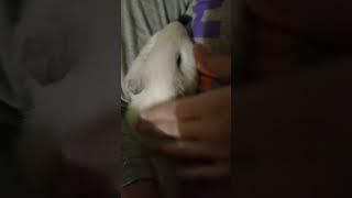 Фунтик поет от счастья🫶