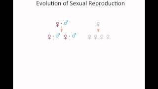 Evolution of Sex Part 1