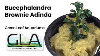 Bucephalandra Brownie Adinda (GLA Potted Plant) - Nature Aquarium Buce Plant