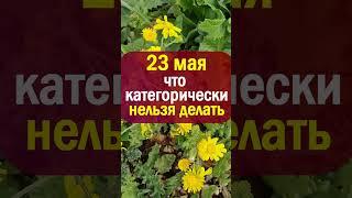 23 мая народный праздник Симонов день. Что нельзя делать. Народные приметы, традиции, суеверия