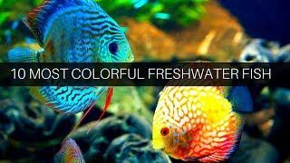 Top 10 Colorful Freshwater Fish | The Indian Fishkeeper