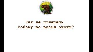 Как не потерять собаку во время охоты? GPS трекер для четвероногого помощника