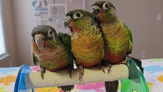 6 Week old Green Cheek Conure Babies