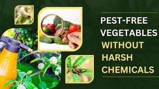 How To Make Natural Pesticides For Vegetables? Chemical Free Veggies