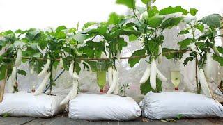 Growing super delicious long white eggplant - Long fruit - many fruits