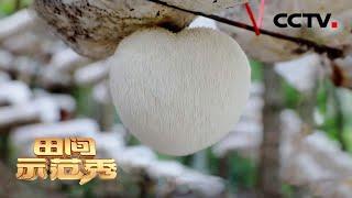 好神奇！猴头菇的种植要诀竟是大头向下倒着长？ | CCTV「田间示范秀」20201013