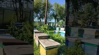 Как узнать, что главный медосбор идёт к концу
