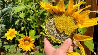 Sunflowers - quick flower botany & seed reveal