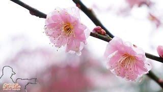 武陵櫻花空拍...平安之武陵農場櫻花季   3D系列