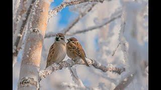 Зимующие птицы Видео для детей