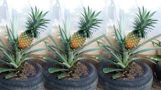 Amazing Idea | I didn't expect it to be so easy to grow pineapple on the terrace