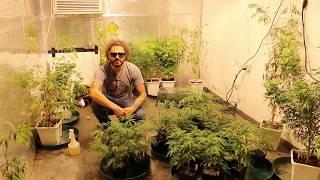 Documentary: Foliar Feeding Plants | Cannabis Foliar Feeding