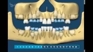 Как растут зубы? Рост зубов.