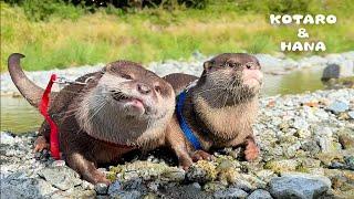 Otters UNLEASHED: River Swimming Extravaganza!