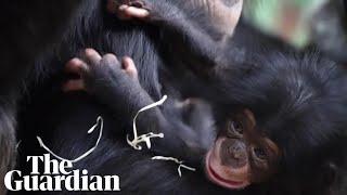 World's rarest chimpanzee species baby born at Chester zoo