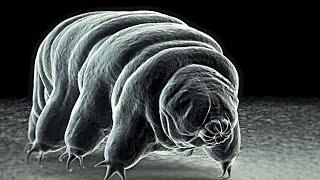 Meet The World's Toughest Animal... The INVINCIBLE Tardigrade!