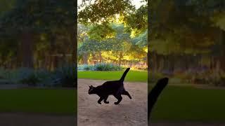 Kucing bermain di taman #kucing #hewanhewan #animals #kucingbermain #viralshorts