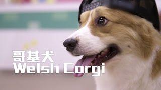 Think Big 動物說不完 - 哥基犬 Welsh Corgi (TVB)