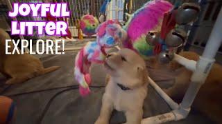 9 Golden Retriever Puppies' First Day at the Puppy Exploratorium