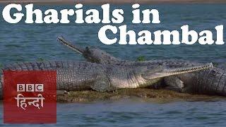 Gharials in Chambal river: BBC Hindi