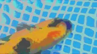 ANIMATED REAL KOI CARPS