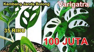 Kembang Janda Bolong (Varigata) Harganya Sampai 100 Juta