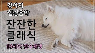 강아지 힐링음악 10시간 연속재생 / 잔잔한 클래식 연주곡 Dog Healing Music