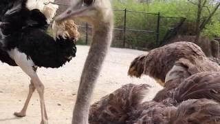 Meet the Ostriches