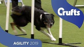 Agility - International Invitation - Large (Agility) - Finals | ​Crufts 2019