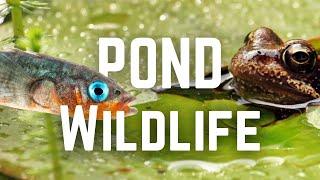 What Wildlife lives in UK Ponds?