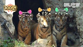 Momma Tiger’s Parenting Tips Who Gave Birth To Quintuplet Cubs