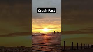 Crush Facts #facts  #viralvideo  #shorts  #crushfacts  #lovefacts  #shortfacts #viral #ai