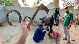 Horse Ko New Shoes Phna Diye ab Ye Bht Taiz bhagy gi