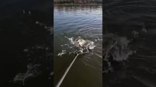 Судак ШИК! Рыбалка в Астрахани #рыбалка #fishing