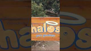  Couldn't believe we found the Halos farm on our adventure through #california! 