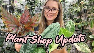 The Pink Trellis Plant Shop Update | Hoya, Syngonium, Scindapsus, Begonia plus more.