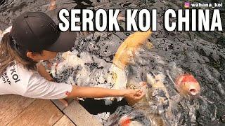 JARING IKAN KOI CHINA (SUXIN) BERSAMA DELORENZO